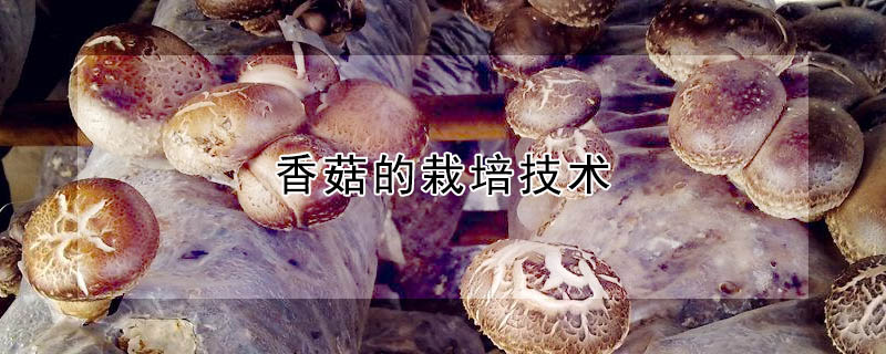 香菇的栽培技術