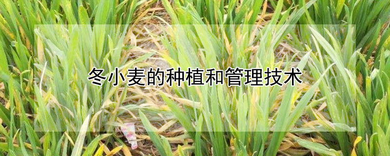 冬小麥的種植和管理技術(shù)