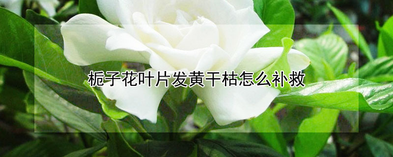 梔子花葉片發黃干枯怎么補救