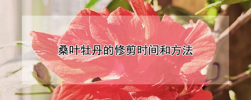 桑葉牡丹的修剪時(shí)間和方法