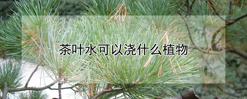 茶葉水可以澆什么植物