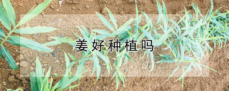 姜好種植嗎