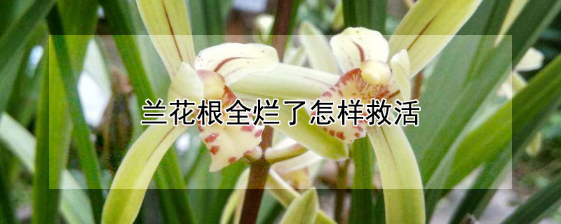 蘭花根全爛了怎樣救活