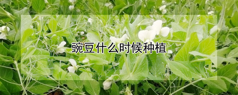 豌豆什么時候種植