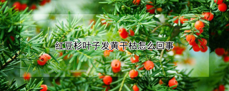 紅豆杉葉子發(fā)黃干枯怎么回事