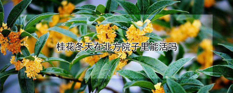 桂花冬天在北方院子里能活嗎