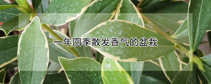 一年四季散發(fā)香氣的盆栽