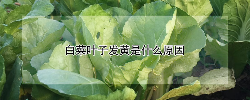 白菜葉子發(fā)黃是什么原因