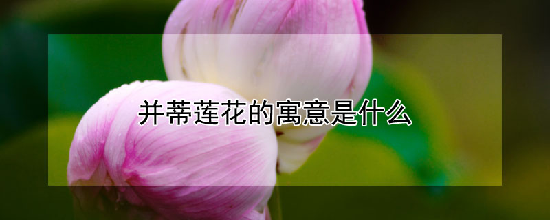 并蒂蓮花的寓意是什么