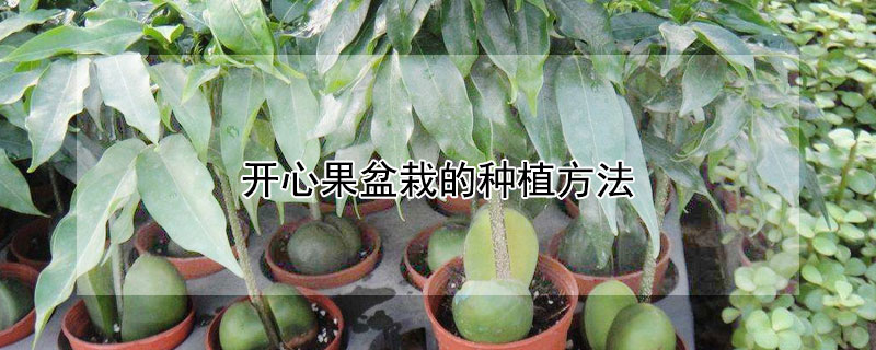 開心果盆栽的種植方法