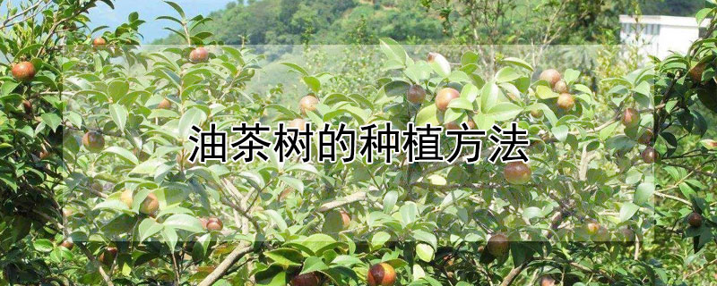 油茶樹(shù)的種植方法