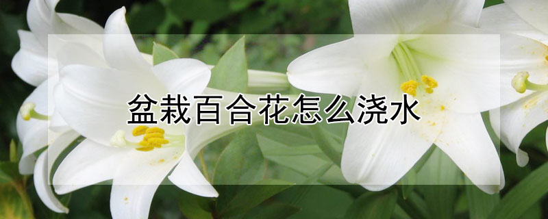 盆栽百合花怎么澆水