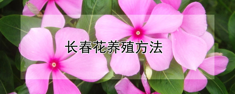 長春花養殖方法