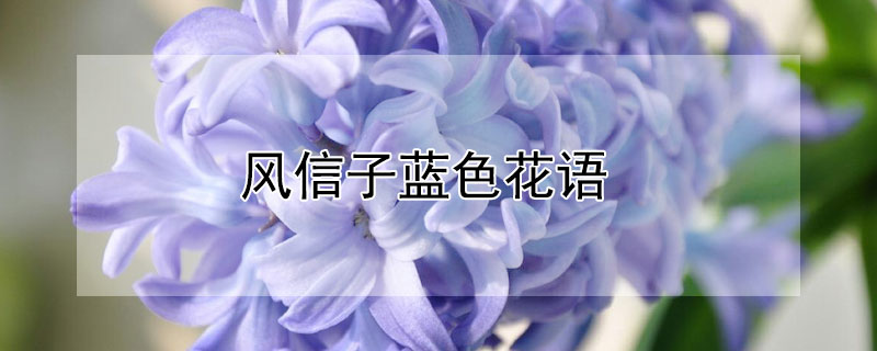 風(fēng)信子藍(lán)色花語