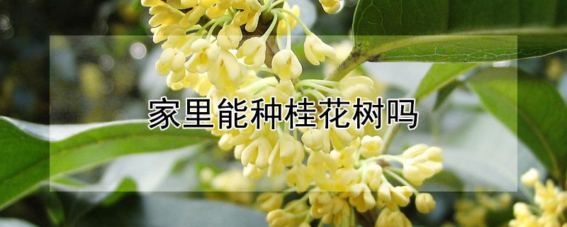 家里能種桂花樹嗎