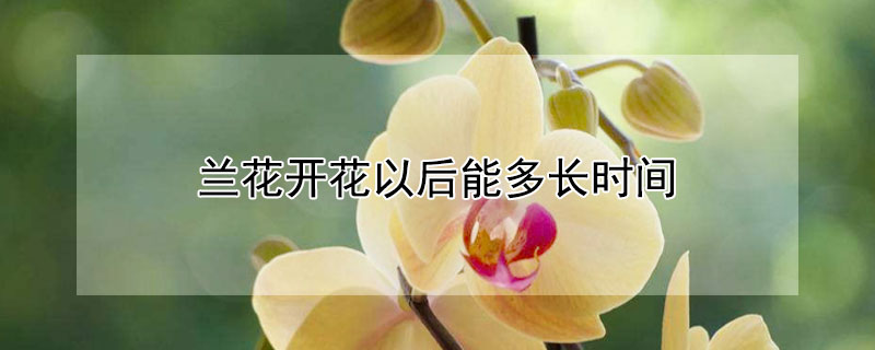 蘭花開花以后能多長時間