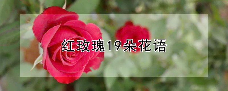 紅玫瑰19朵花語