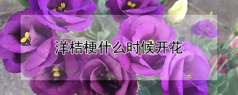 洋桔梗什么時候開花