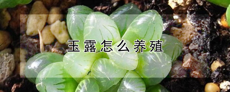 玉露怎么養(yǎng)殖