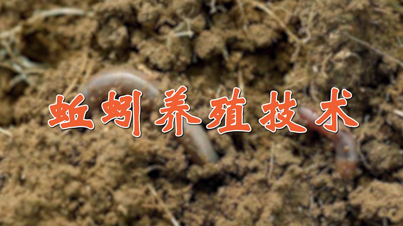 蚯蚓養(yǎng)殖技術(shù)