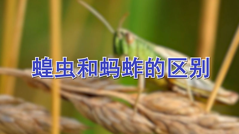 蝗蟲和螞蚱的區(qū)別