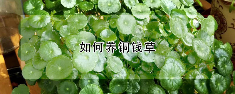 如何養銅錢草