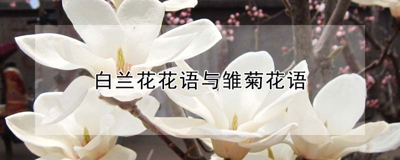 白蘭花花語與雛菊花語