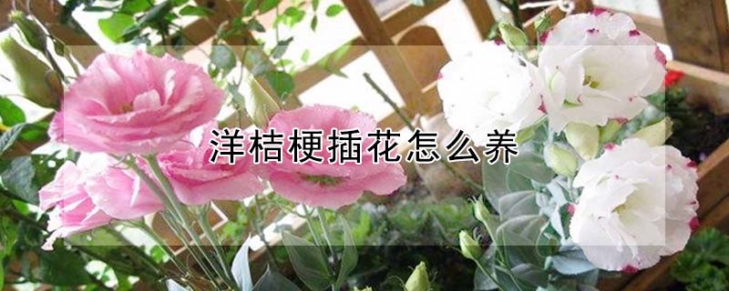 洋桔梗插花怎么養(yǎng)