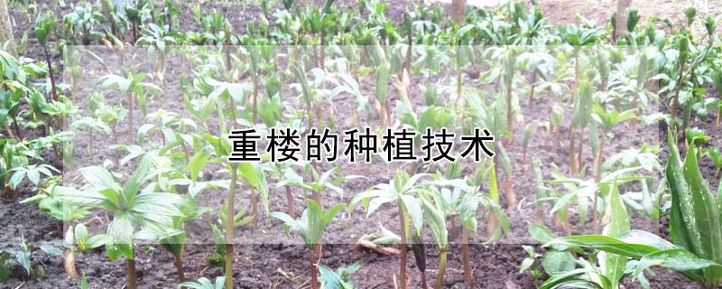 重樓的種植技術