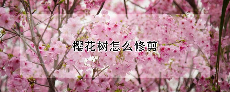 櫻花樹(shù)怎么修剪