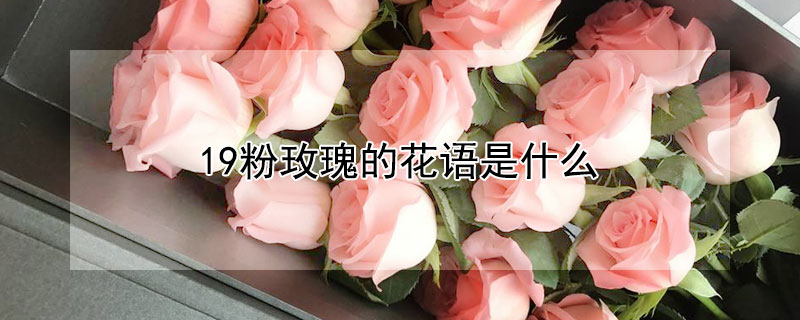 19粉玫瑰的花語是什么