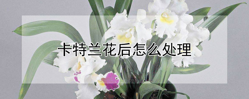 卡特蘭花后怎么處理