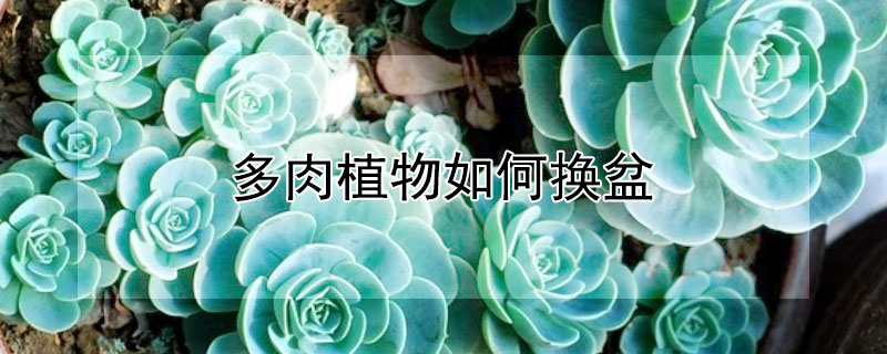 多肉植物如何換盆