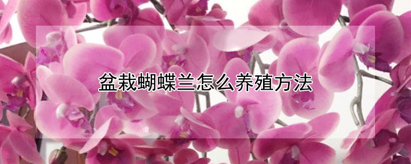 盆栽蝴蝶蘭怎么養(yǎng)殖方法