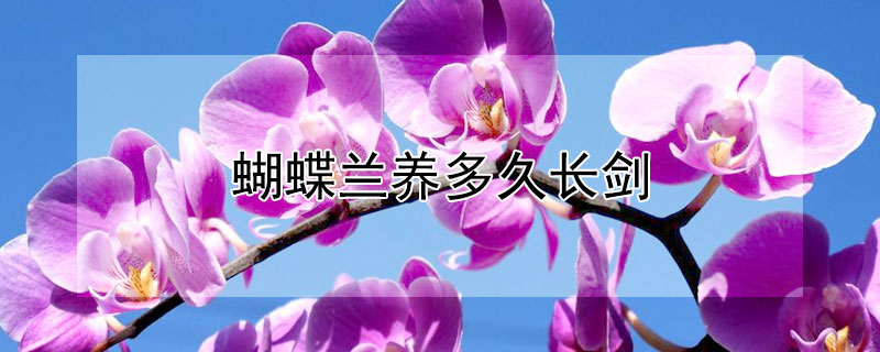 蝴蝶蘭養(yǎng)多久長(zhǎng)劍