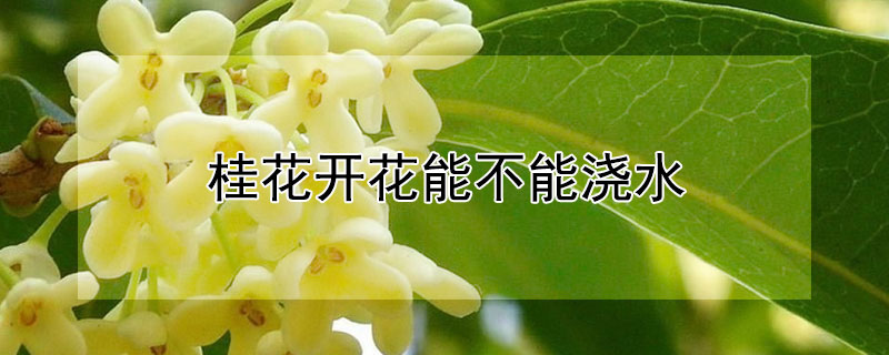 桂花開花能不能澆水