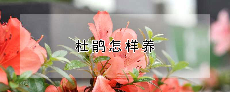 杜鵑怎樣養(yǎng)