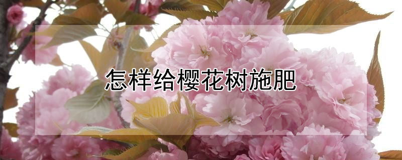 怎樣給櫻花樹(shù)施肥