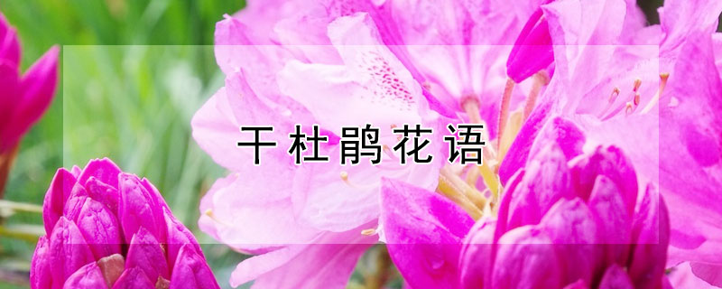 干杜鵑花語