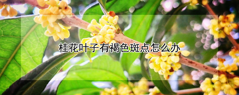 桂花葉子有褐色斑點(diǎn)怎么辦