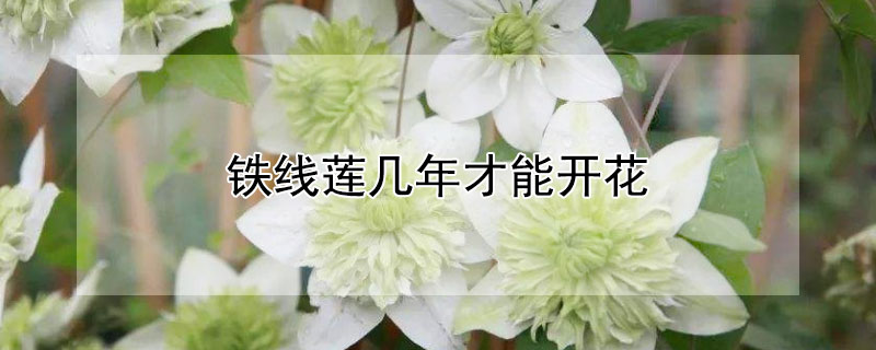 鐵線蓮幾年才能開花