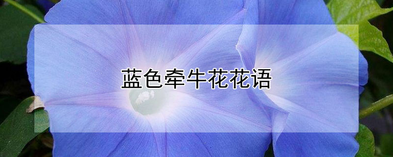 藍(lán)色牽牛花花語