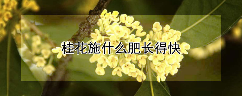 桂花施什么肥長得快