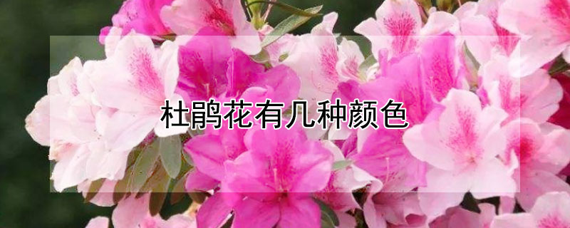 杜鵑花有幾種顏色