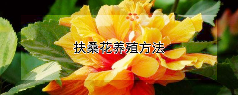 扶桑花養殖方法