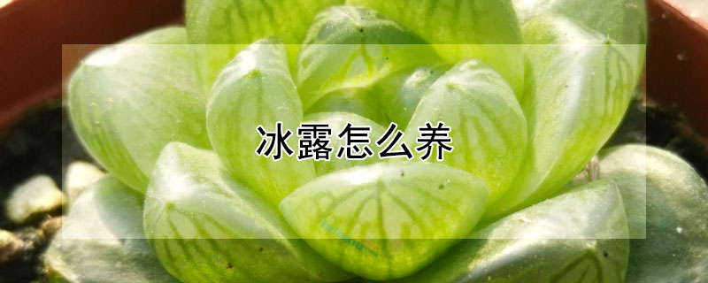 冰露怎么養