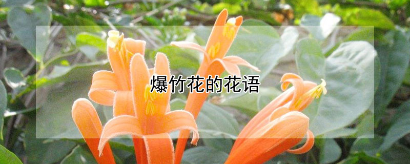 爆竹花的花語