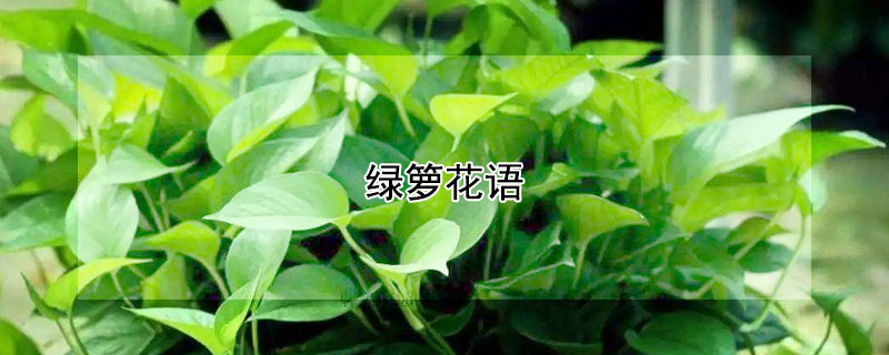 綠籮花語