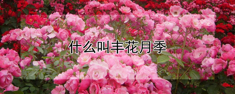 什么叫豐花月季