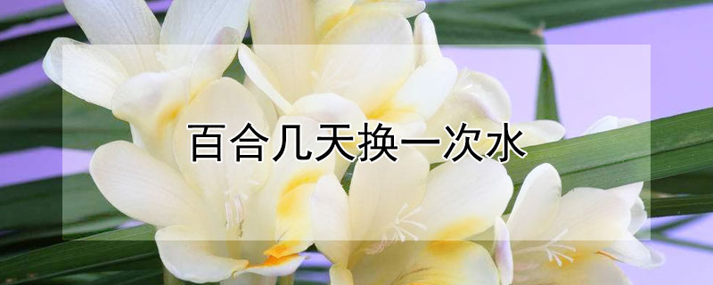 百合幾天換一次水